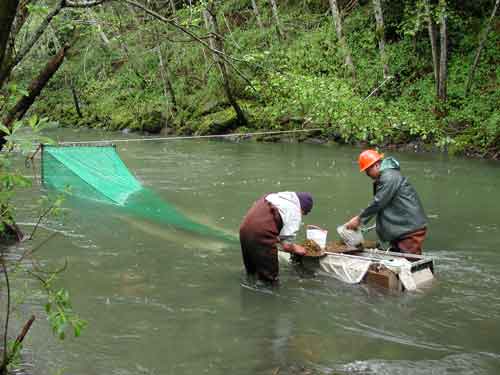 Checking-Outmigrant-Fish-Trap-2004